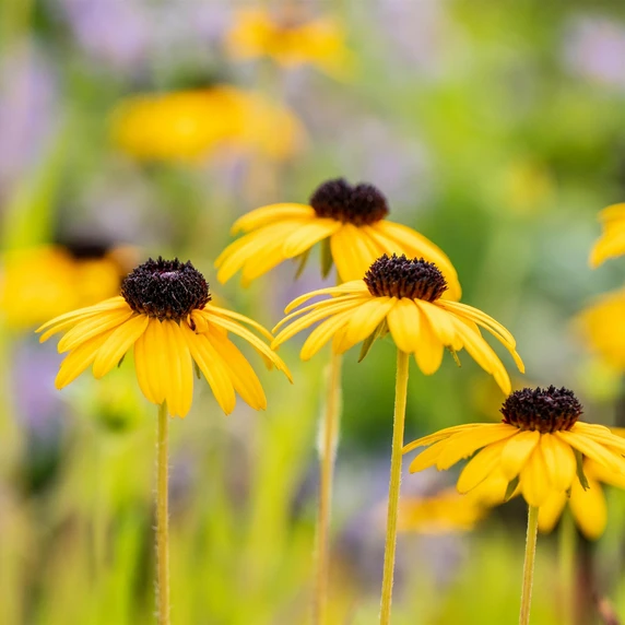 Rudbeckia fulgida var. speciosa