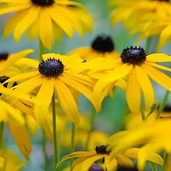 Rudbeckia fulgida 'Goldsturm' 3L