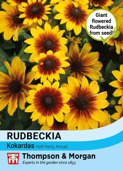 Rudbeckia Kokardas - image 1