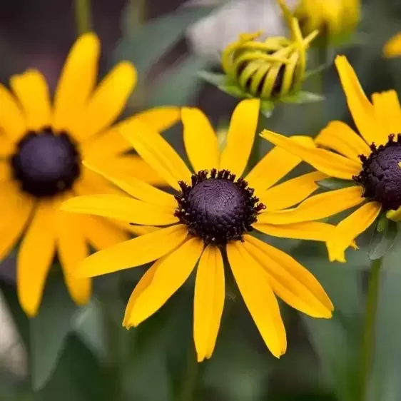 Rudbeckia fulgida 'Little Goldstar' 1L