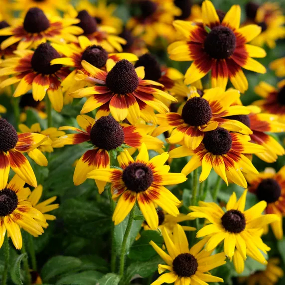 Rudbeckia 'Littlebeckia Step Up' - image 1