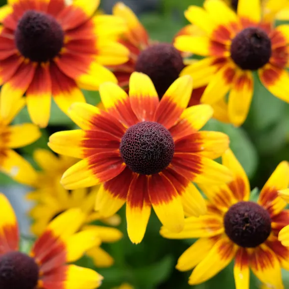 Rudbeckia 'Littlebeckia Step Up' - image 2