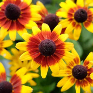 Rudbeckia 'Littlebeckia Step Up' - image 2