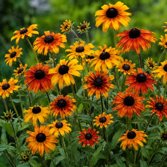 Rudbeckia triloba 'Prairie Glow'