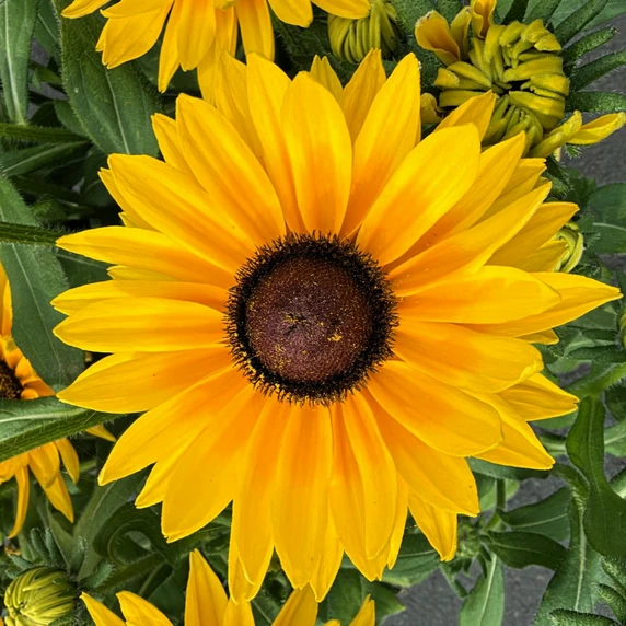 Image Credit: AZ Cultivars