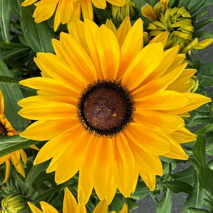 Image Credit: AZ Cultivars