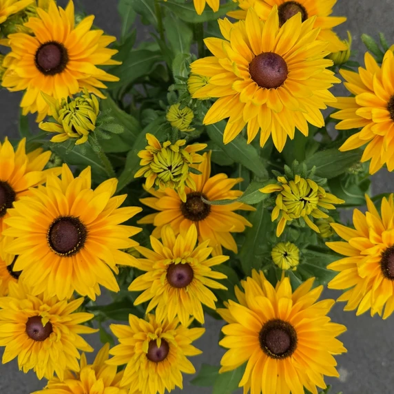Rudbeckia Smileyz 'Big Cheerleader' - image 2