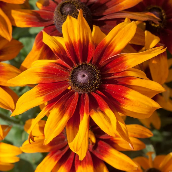 Image Credit: AZ Cultivars