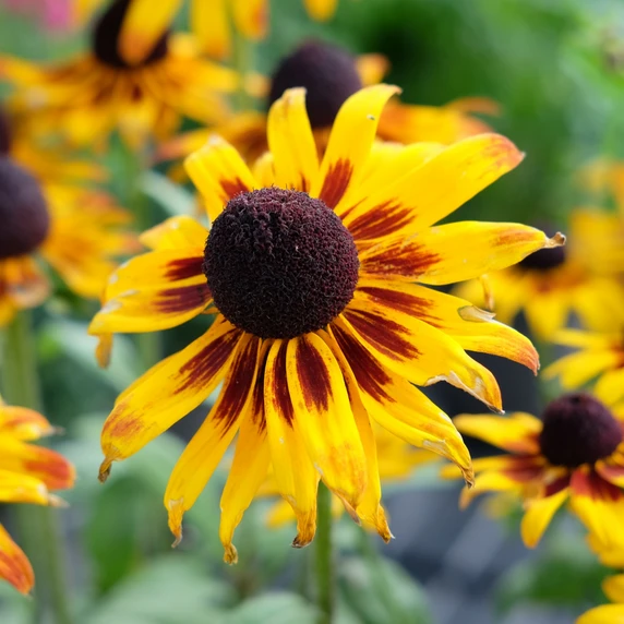 Rudbeckia 'Smileyz Party'