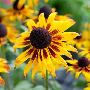 Rudbeckia 'Smileyz Party'