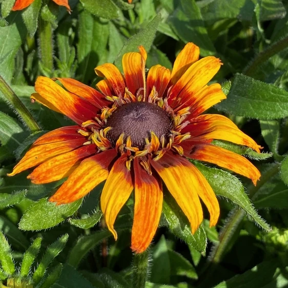Image Credit: Gootjes-AllPlant B.V.