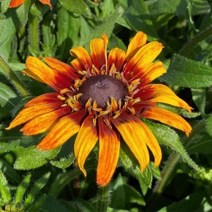 Image Credit: Gootjes-AllPlant B.V.