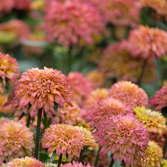 Picture Credit - Ball Horticultural Company