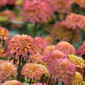 Picture Credit - Ball Horticultural Company