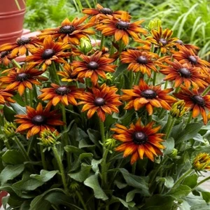 Picture Credit - Ball Horticultural Company