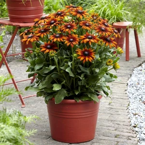 Picture Credit - Ball Horticultural Company