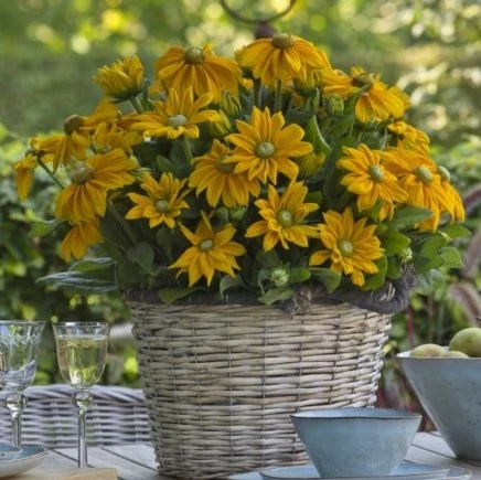 Rudbeckia Sunbeckia 'Ophelia'