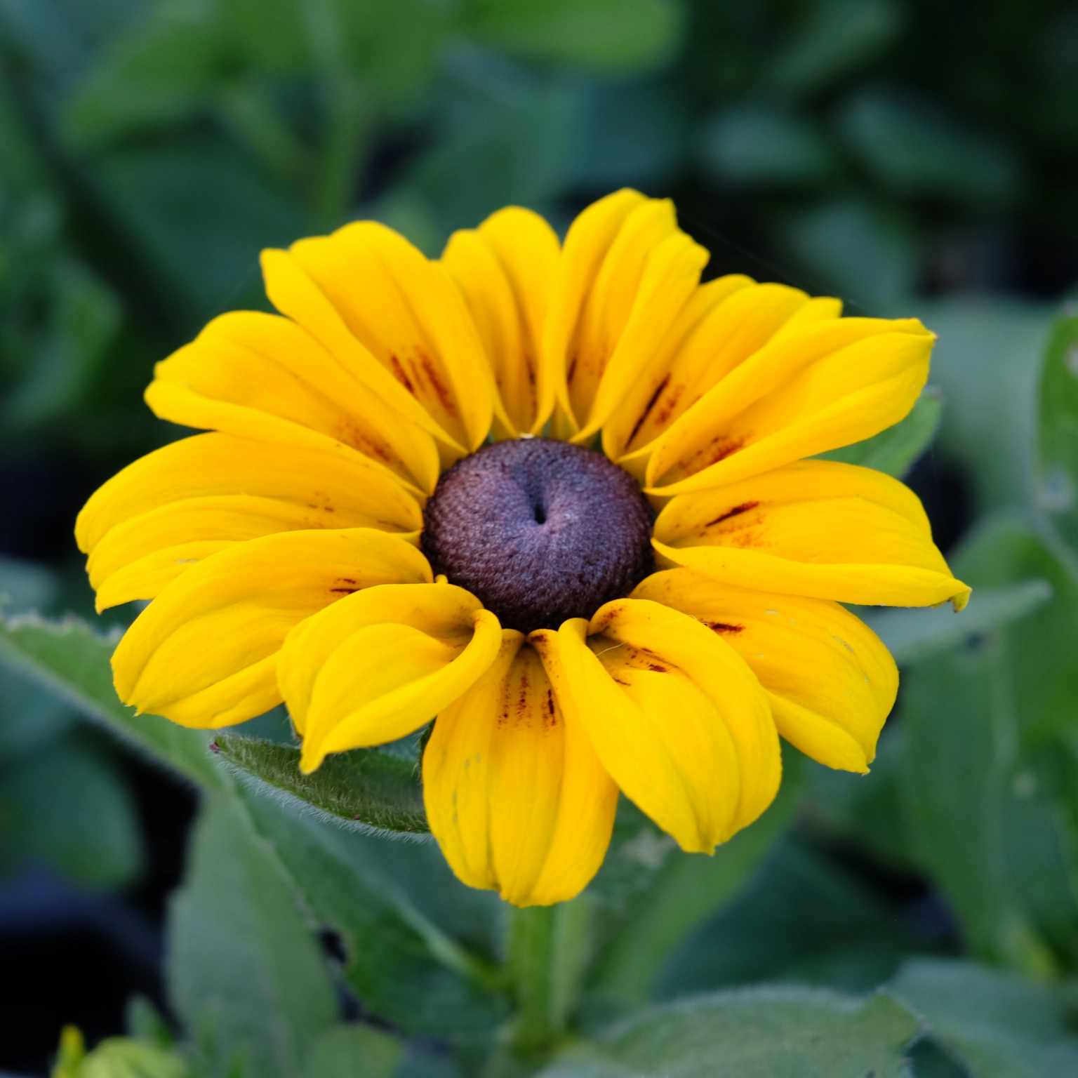 Rudbeckia 'Sunburst Solar' Cowell's Garden Centre Woolsington