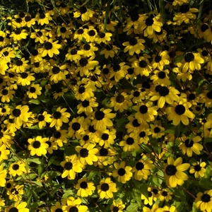 Rudbeckia triloba