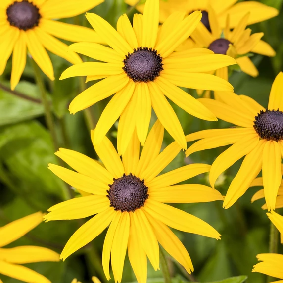 Rudbeckia fulgida 'Viette's Little Suzy'