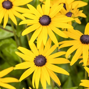 Rudbeckia fulgida 'Viette's Little Suzy'