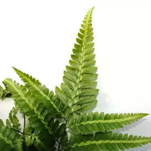 Rumohra adiantiformis 'Variegata' 5.5cm - image 2