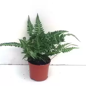 Rumohra adiantiformis 'Variegata' 5.5cm - image 2