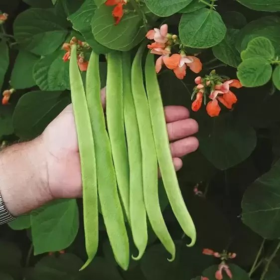 Runner Bean Celebration