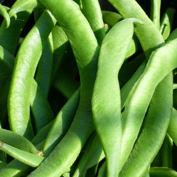 Runner Bean 'Jackpot' 8.5cm