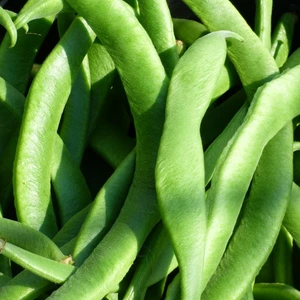 Runner Bean 'Jackpot' 8.5cm