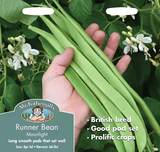 Runner Bean Moonlight - image 1