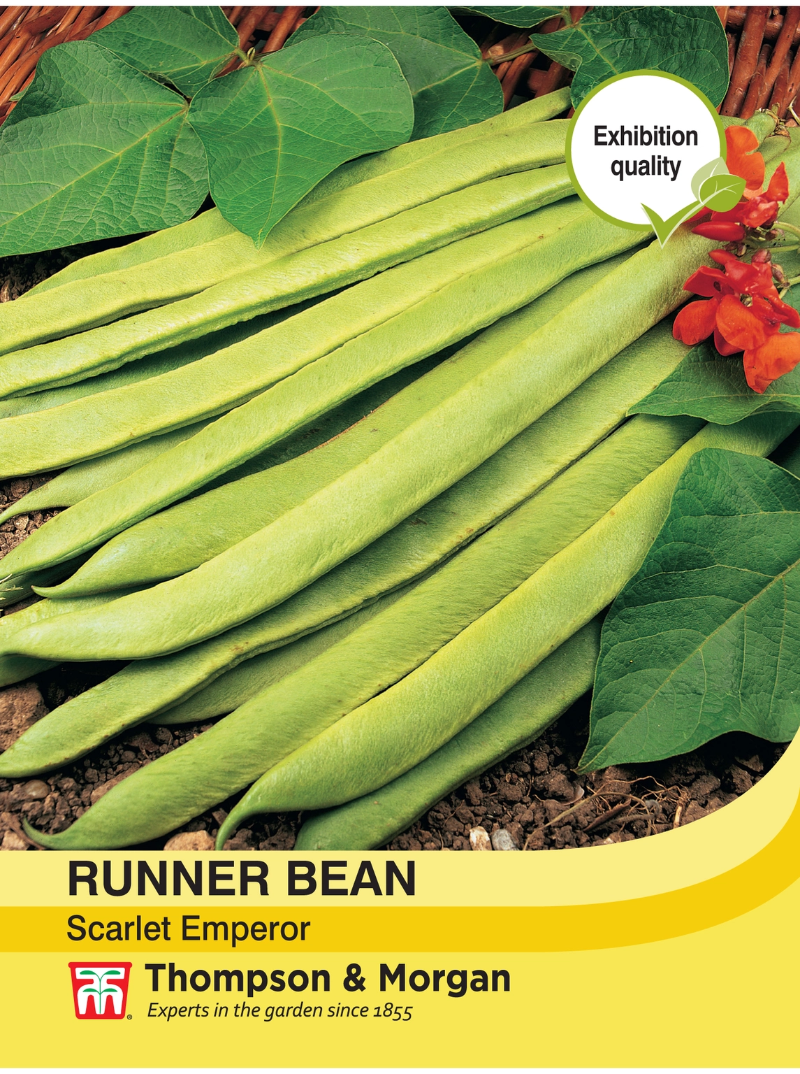 Runner Bean Scarlet Emperor Cowell's Garden Centre Woolsington