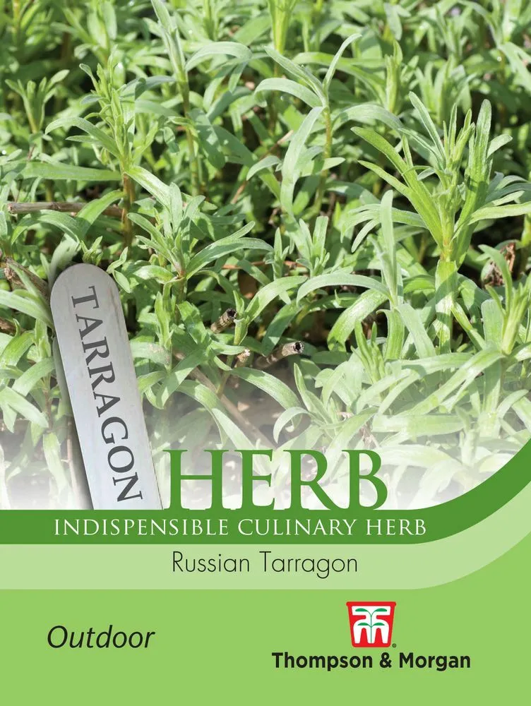 Russian Tarragon Cowell's Garden Centre Woolsington