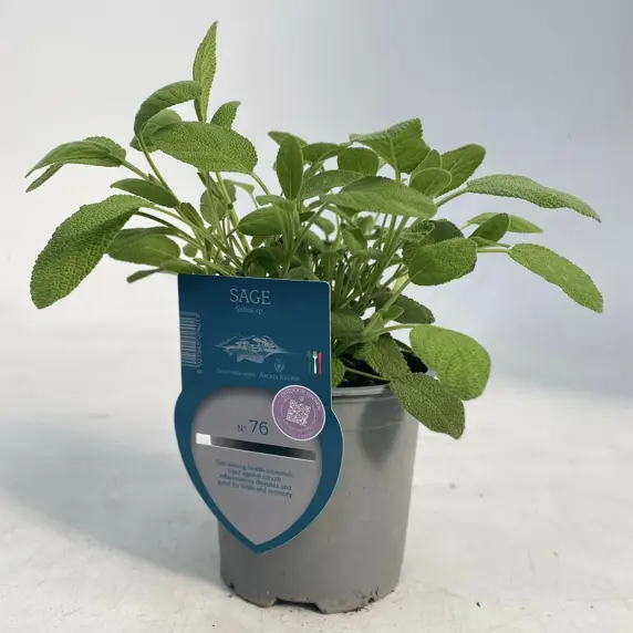 Sage 1L - image 2