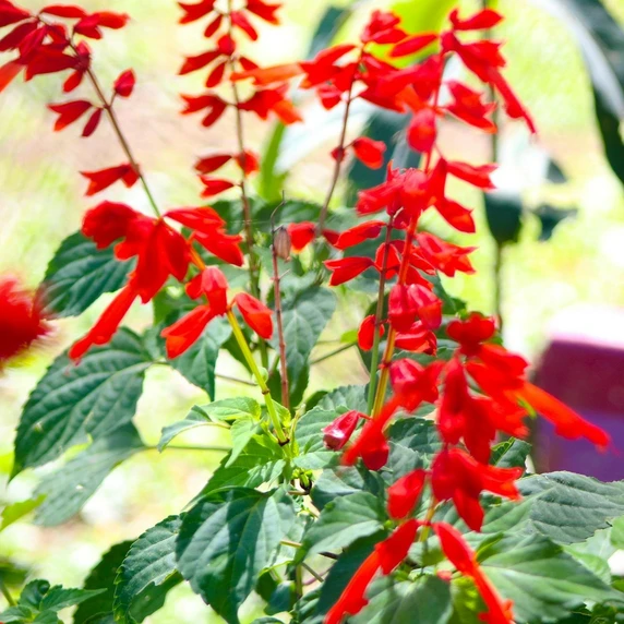 Sage - Pineapple 8.5cm