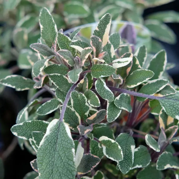Sage - Tricolour 9cm