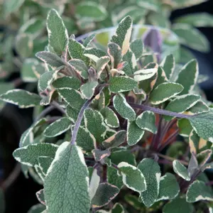 Sage - Tricolour 9cm