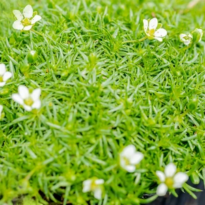 Sagina subulata 'Lime Moss'