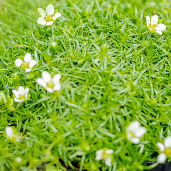 Sagina subulata 1L - image 2