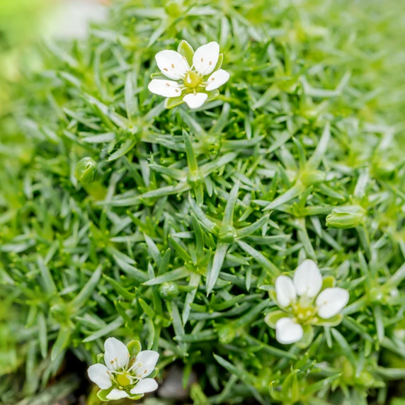 Sagina subulata 1L - image 1