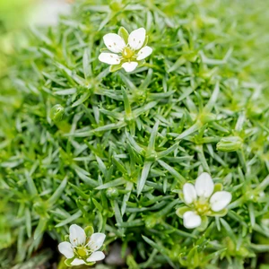 Sagina subulata 1L - image 1