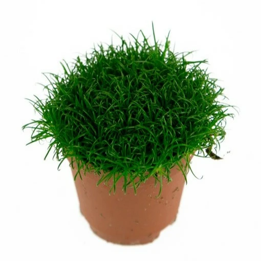 Sagina subulata
