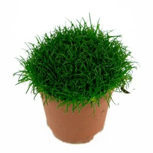 Sagina subulata
