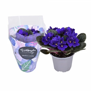 Saintpaulia 'Blue' 9cm