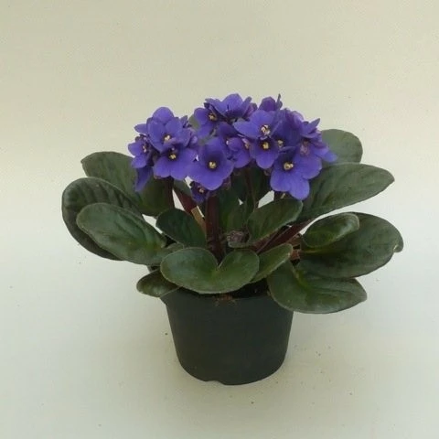 Saintpaulia 'Blue'