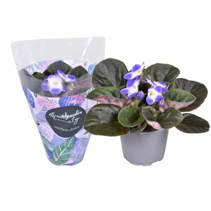 Saintpaulia 'Blue & White'
