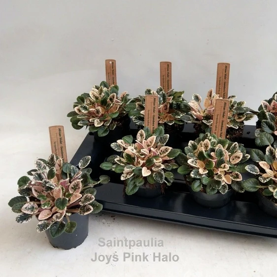 Saintpaulia 'Joy's Pink Halo'