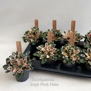 Saintpaulia 'Joy's Pink Halo'