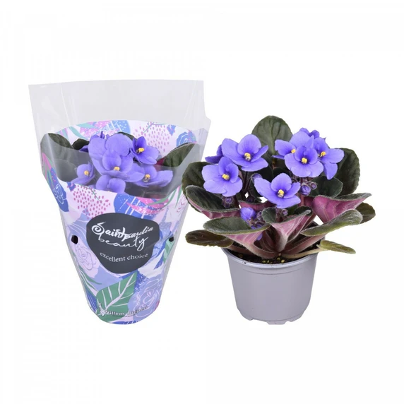 Saintpaulia 'Light Blue'