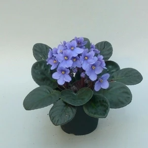 Saintpaulia 'Light Blue'